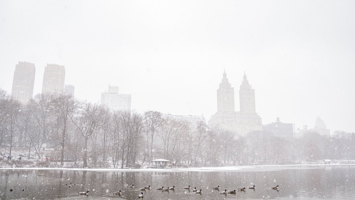 Patos durante una nevada este lunes, en el Central Park de Nueva York.