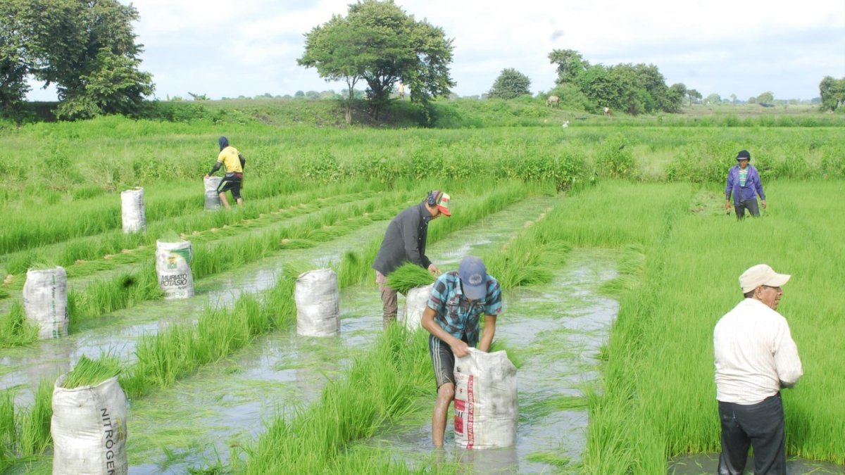 Labor. Un grupo de agricultores en el cultivo de arroz.