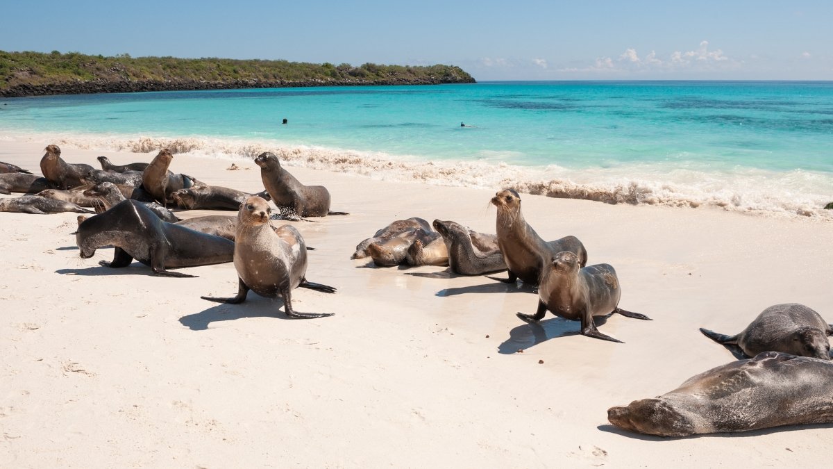 Referencial. Galápagos se encuentra en el segundo destino más destacado para este 2025, según NYT