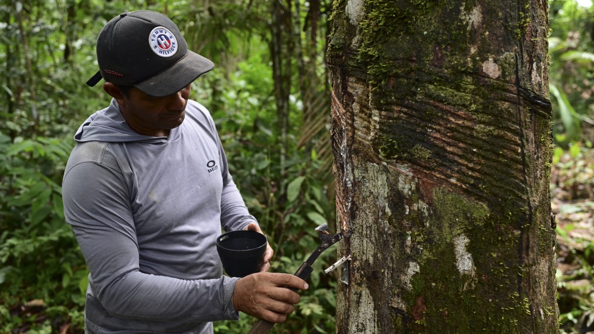 Producción. Valcir Rodrigues, de 51 años, extrae caucho de un árbol de hevea (Hevea brasiliensis).