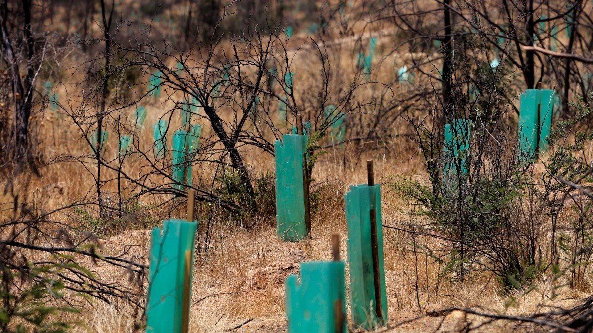 Vista de pequeños árboles protegidos con cartón plástico durante la reforestación de un área afectada por el incendio forestal de febrero pasado en el Jardín Botánico de Viña del Mar, Chile.