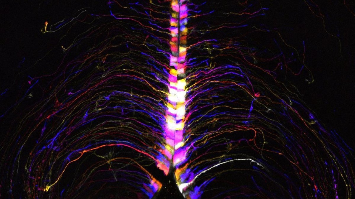 En la imágen, células cerebrales, llamadas tanicitos, iluminadas y codificadas por colores según su profundidad en el hipotálamo cerebral de un ratón.