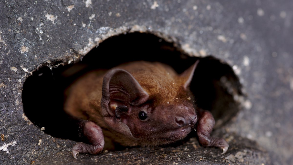 Los animales llegaron a recorrer 1.116 kilómetros en 46 días, incluidos vuelos de una sola noche.