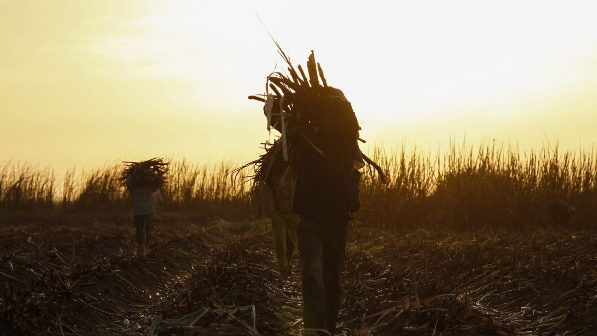 Fotografía de archivo f, que muestra a un grupo de granjeros mientras recolectan azúcar de caña en una plantación en Diabaly, Malí. 