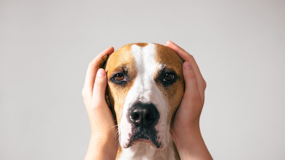 Referencial. Cómo el estrés humano impacta el bienestar de los perros, según la ciencia.