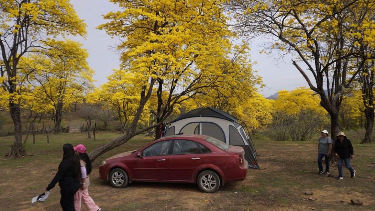 Zapotillo. El florecimiento de guayacanes seduce a turistas de todas las edades. Llegan a ser testigos del momento en el que todo cambia de color.
