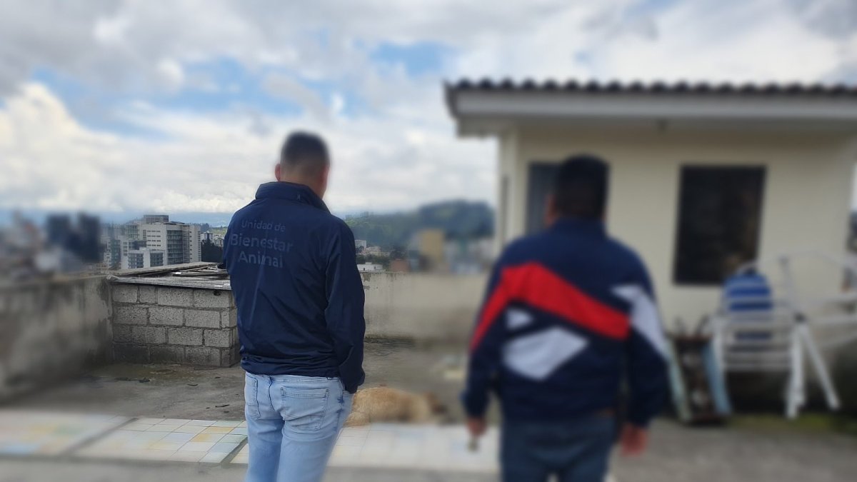 El perro estaba en un espacio reducido sin alimento y sin agua.