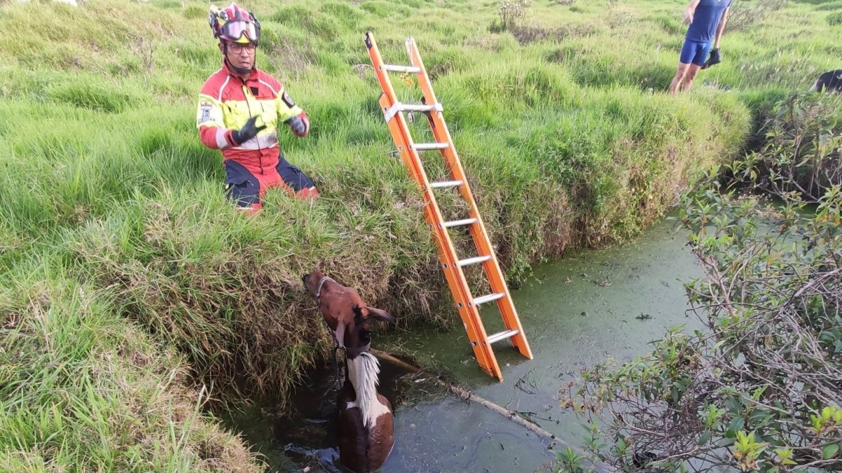 El caballo quedó atrapado en el estanque.