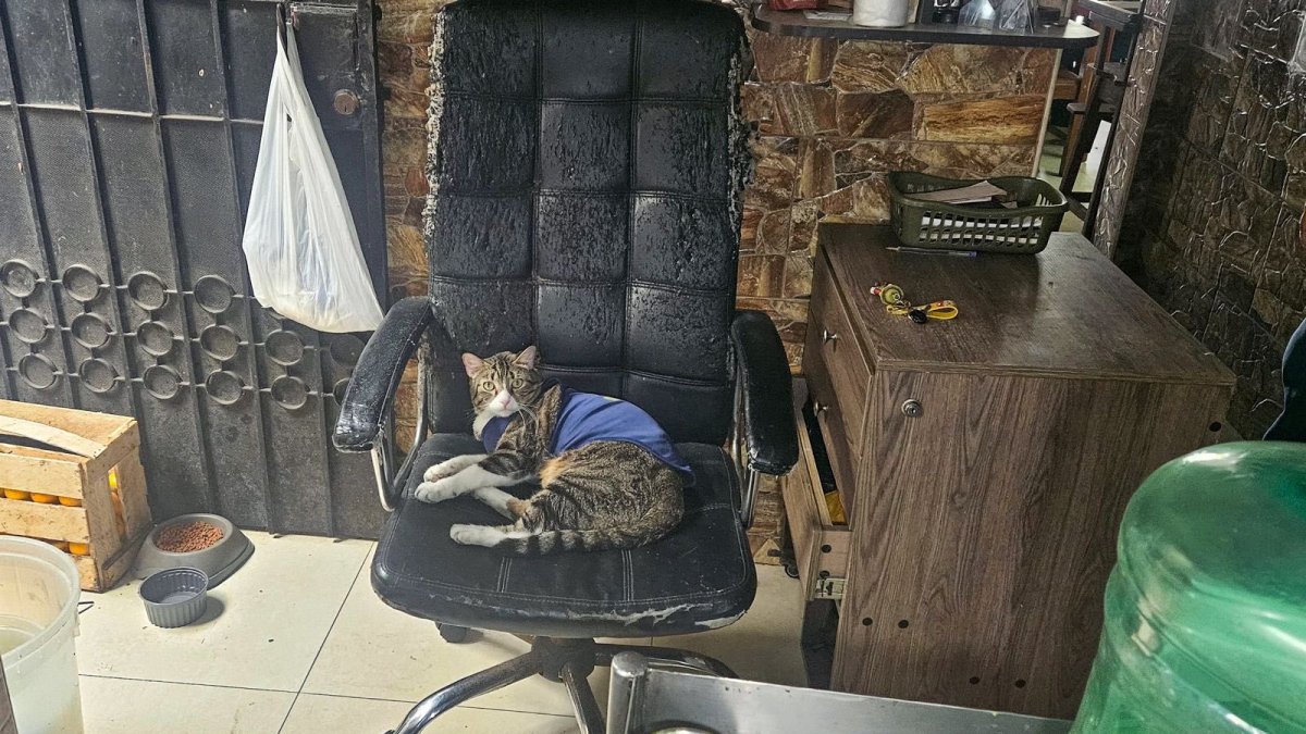 Este es el felino que, acorde al video de ARCSA, era el 