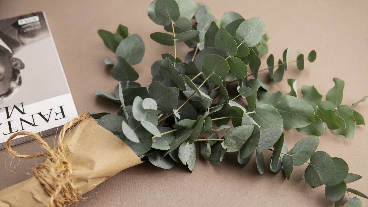 El eucalipto posee un aroma agradable