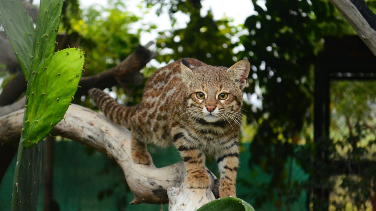 Foto referencial de gato de las pampas