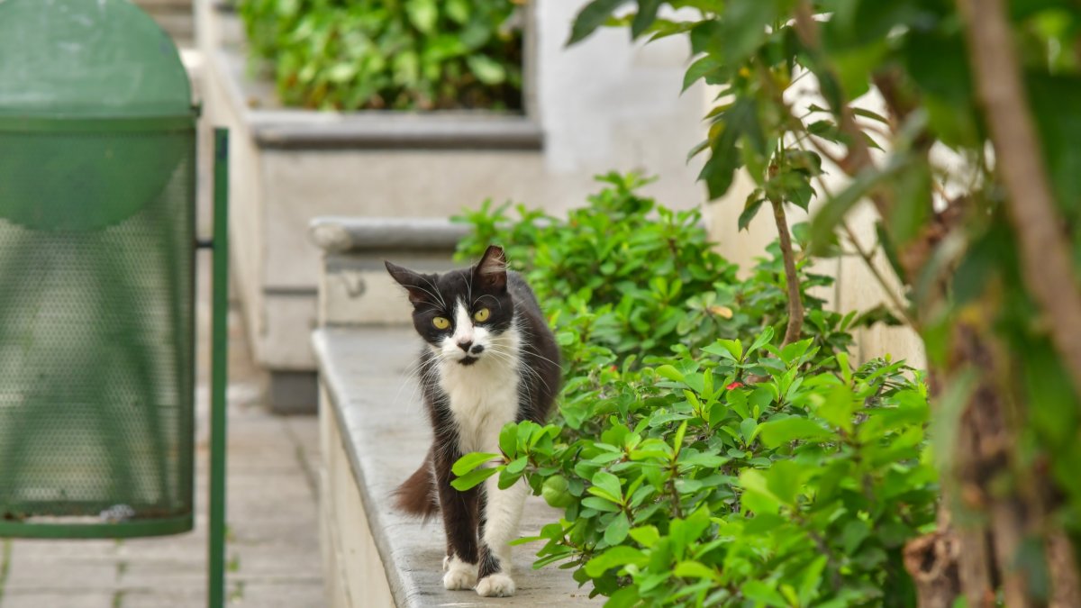 En los panteones existen colonias de gatos.