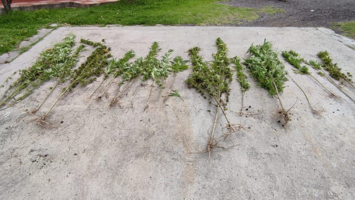 Vivero de marihuana fue hallado por la Policía en el valle de los Chillos