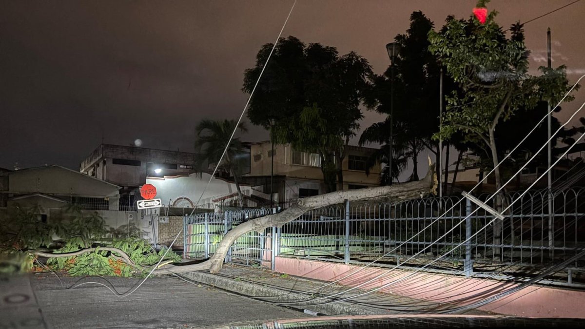 Situación. El corte de energía se originó por la caída de un árbol.