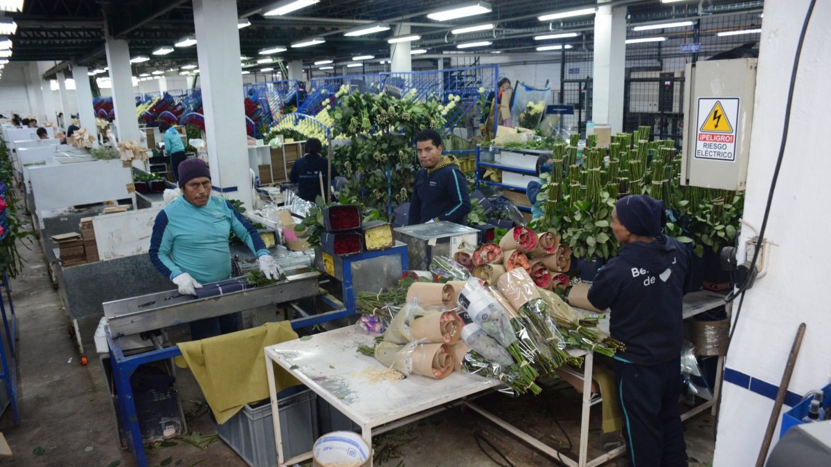 Aumenta la exportación de flores desde Quito para San Valentín: récord en 2025