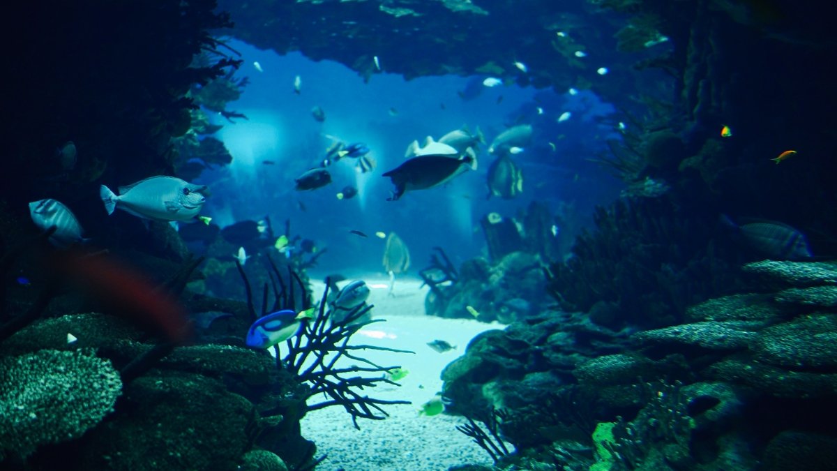 Estas dos especies alcanzaron un punto sin retorno en su adaptación evolutiva.