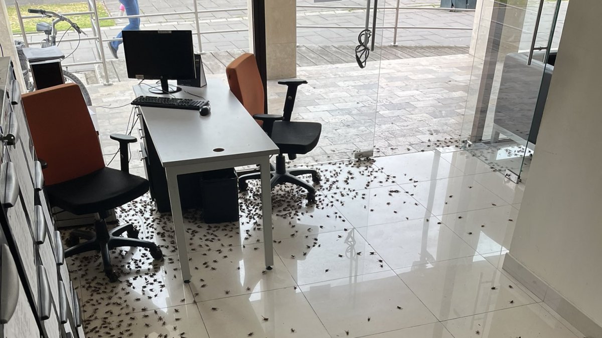 La época lluviosa trae consigo la reaparición de grillos-