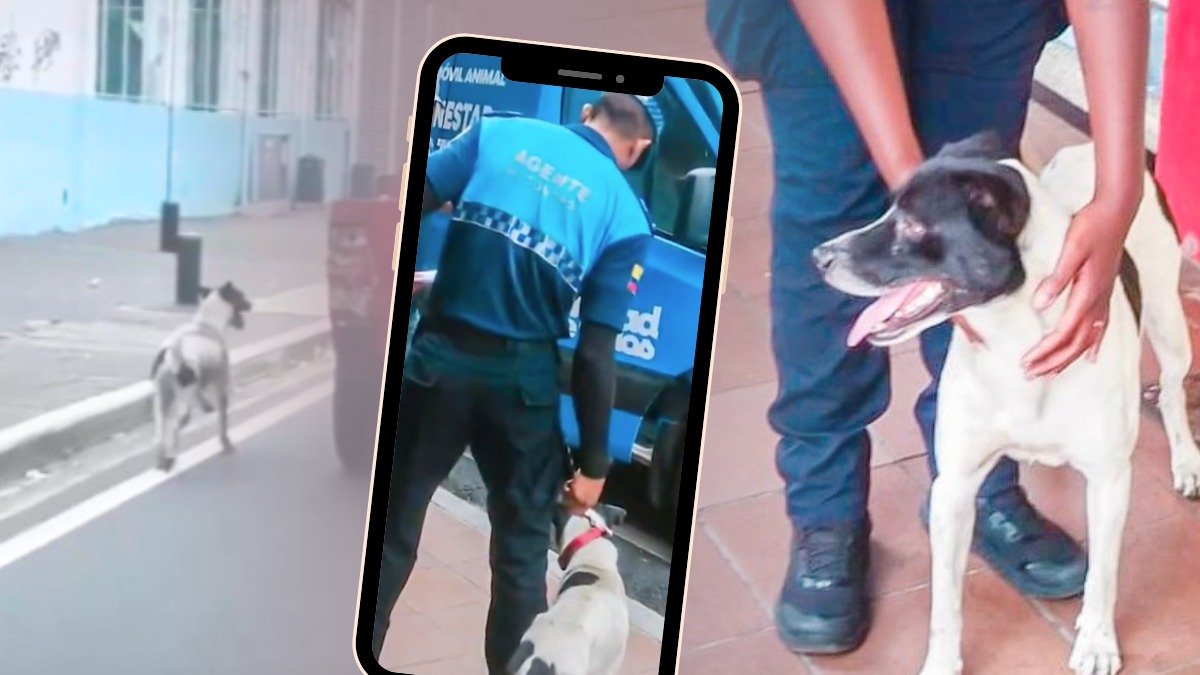 Fotomontaje en el que muestra el rescate del can.