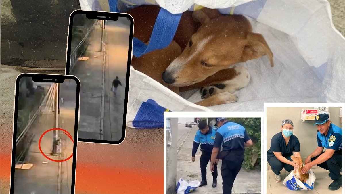 Hecho. El perro fue abandonado en una funda.