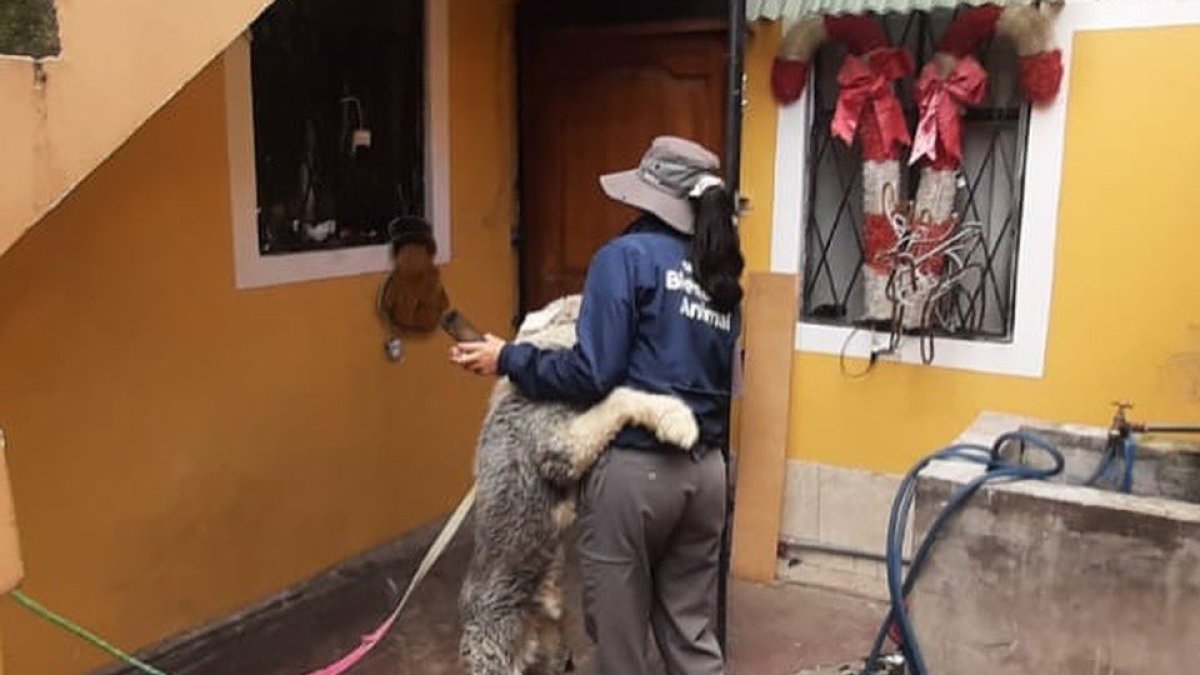 Un perro, aparentemente sordo, vivía amarrado a una columna fue rescatado por personal de la Unidad de Bienestar Animal