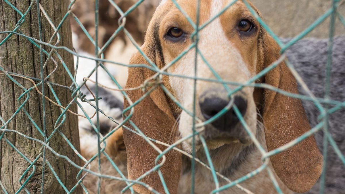 Imagen referencial de maltrato animal.