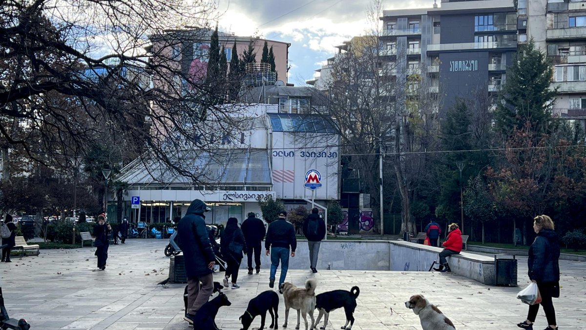 Miles de canes campan a su anchas en las calles y parques de la ciudad sin provocar el menor signo de inquietud entre los viandantes.