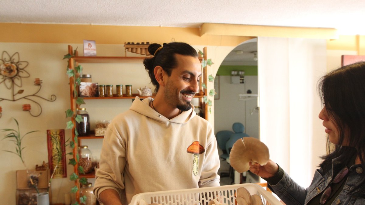 Producción. En la pandemia Vadim empezó cultivando hongo ostra. La semilla la compra.