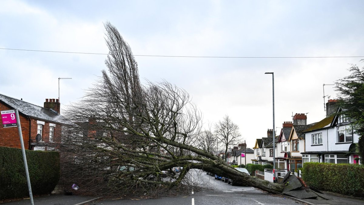 Belfast. Un árbol caído en una calle de la capital de Irlanda del Norte.
