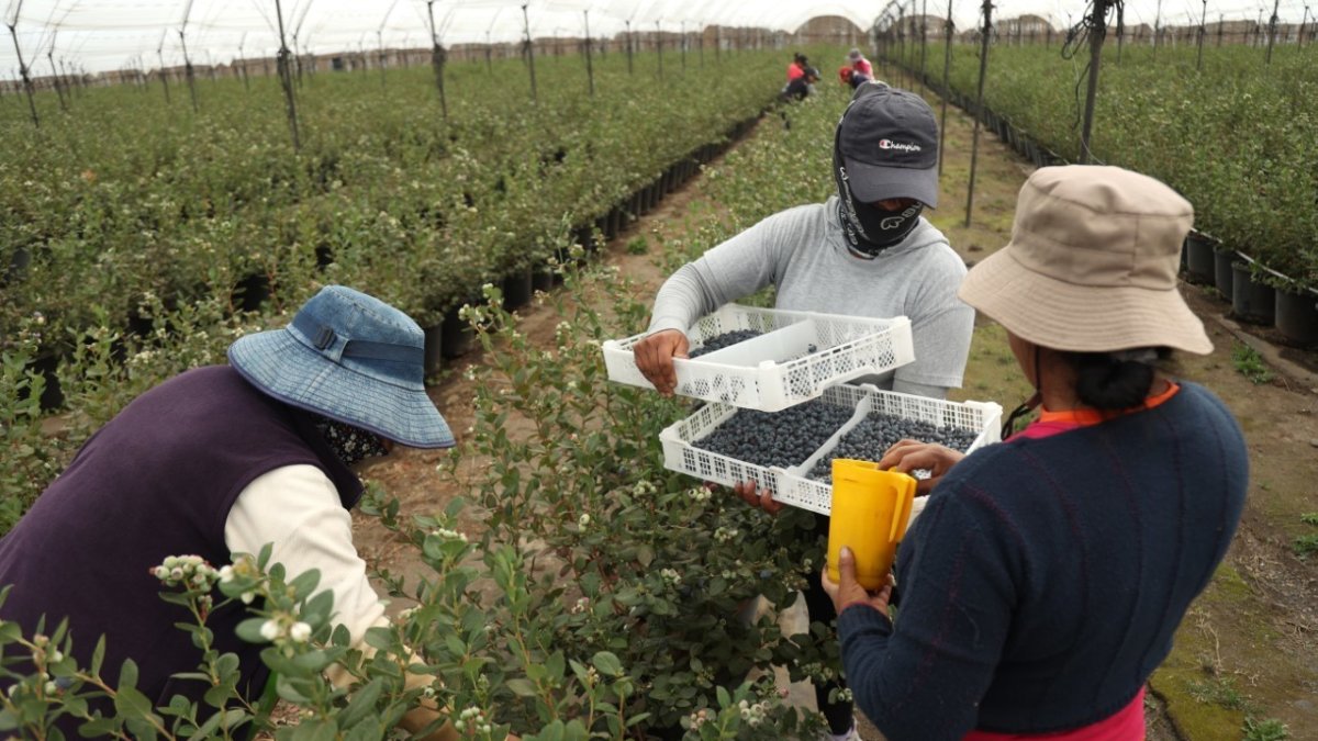 Imagen referencial para graficar este artículo relacionado con el agro.