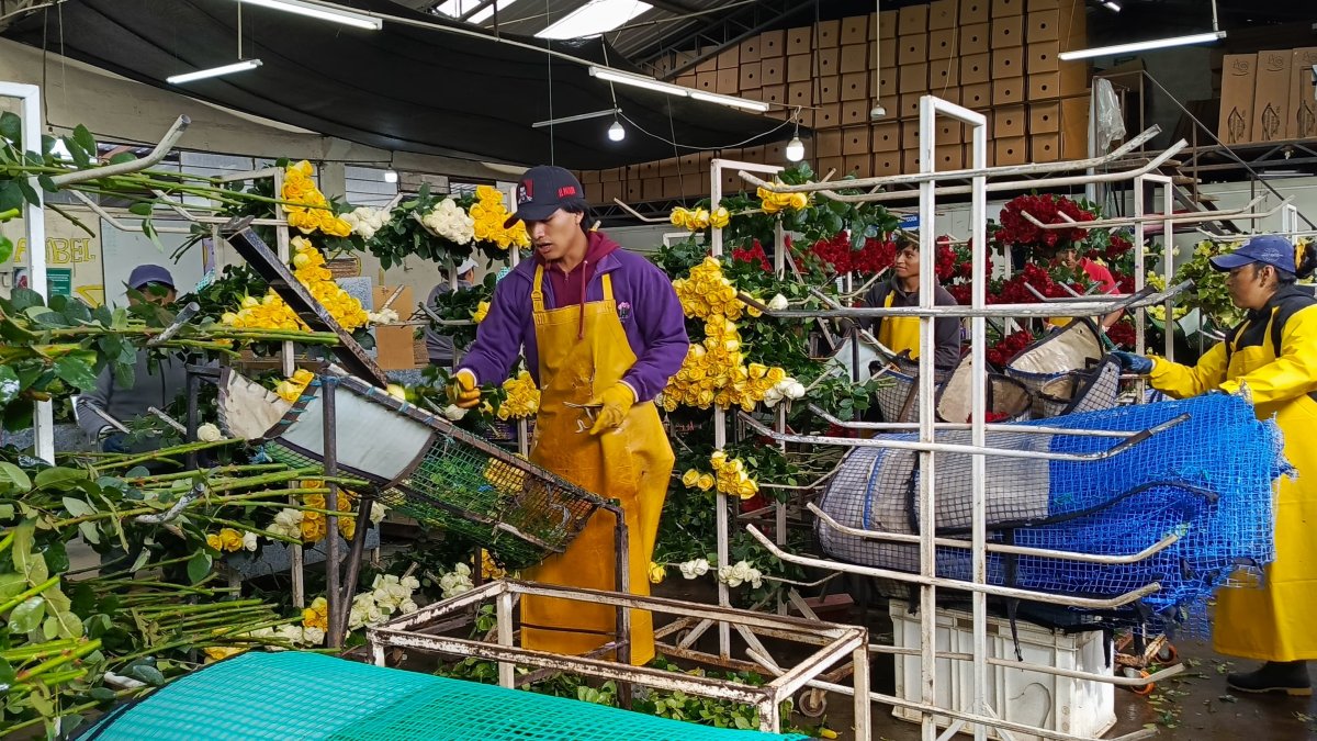 Para enfrentar la temporada de Valentín las florícolas generan fuentes de trabajo.