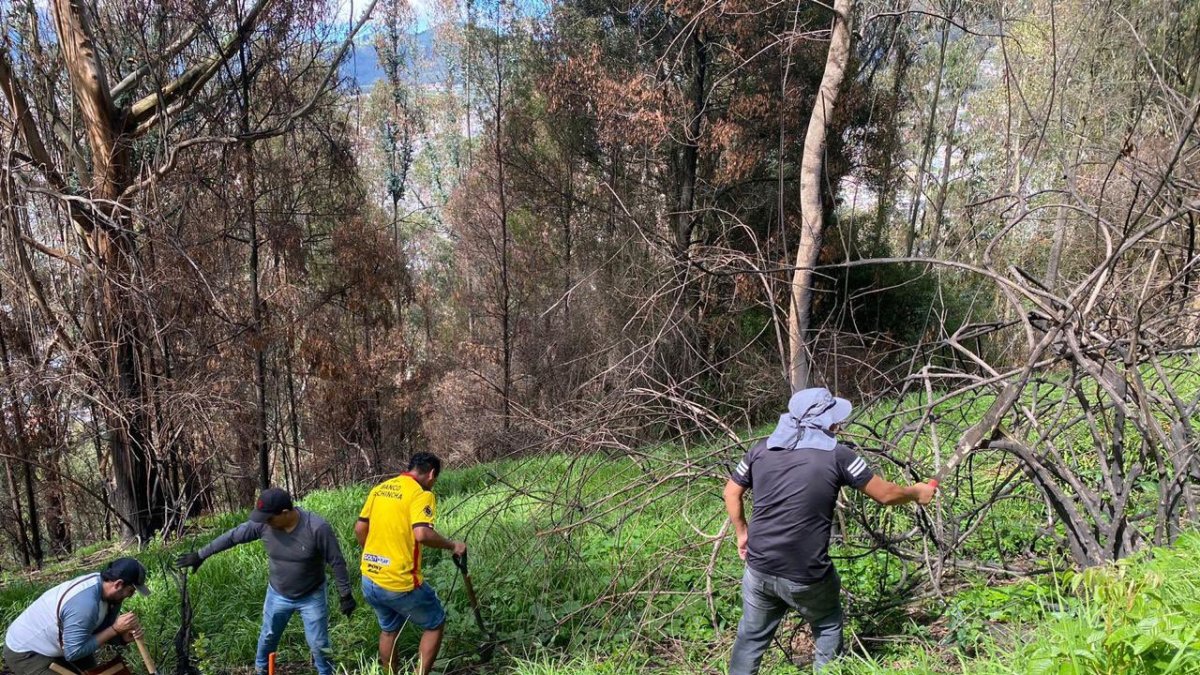 En El Panecillo se limpiaron grandes terrenos y se hizo el mantenimiento de árboles plantados.