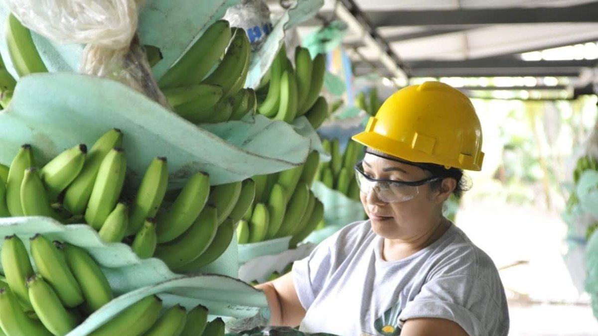 Las exportaciones tuvieron un ligero crecimiento en 2024 frente a 2023.