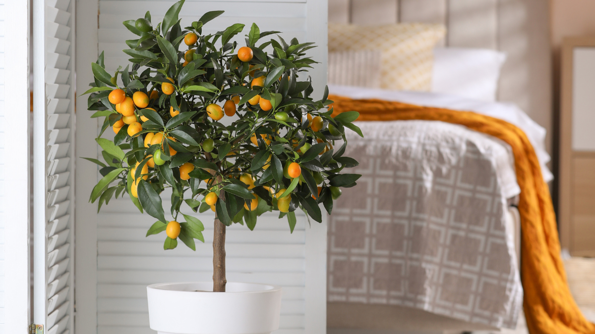 Referencial. Árboles frutales en interiores.