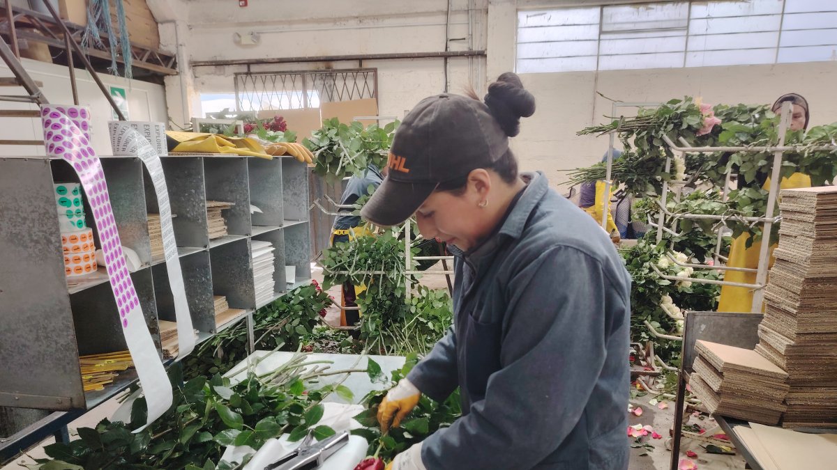 La cosecha de flores se extenderá hasta el próximo 6 de febrero.