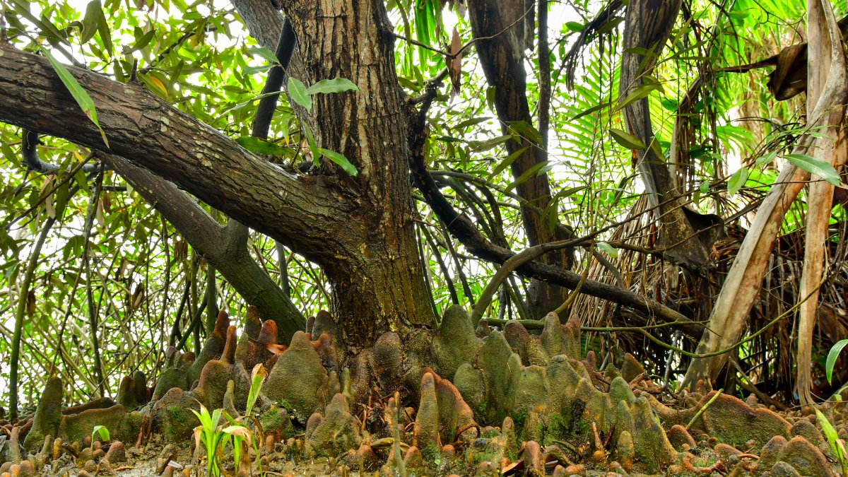 El Heritiera fomes se adaptó a la isla Santay.