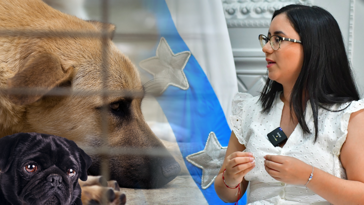 Ilustración referencial. La vicealcaldesa de Guayaquil se refirió a los servicios para el cuidado de animales.