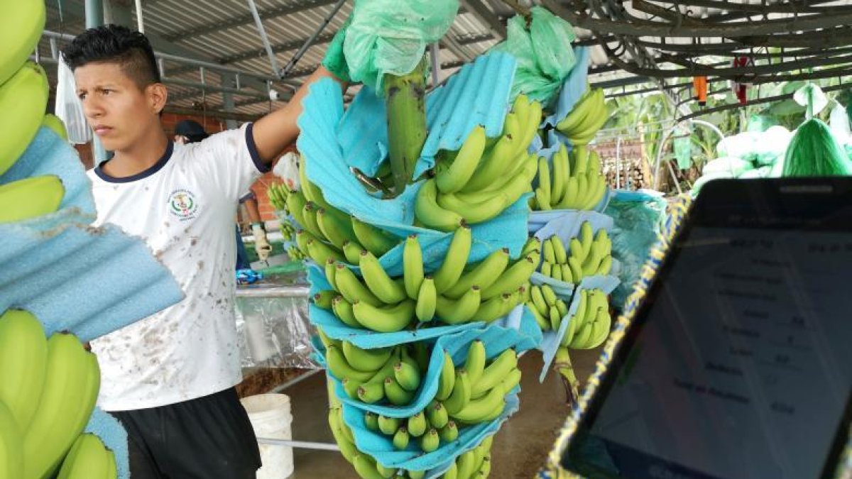 Las exportaciones de banano, hasta noviembre de 2024, sumaron $ 3.474 millones.