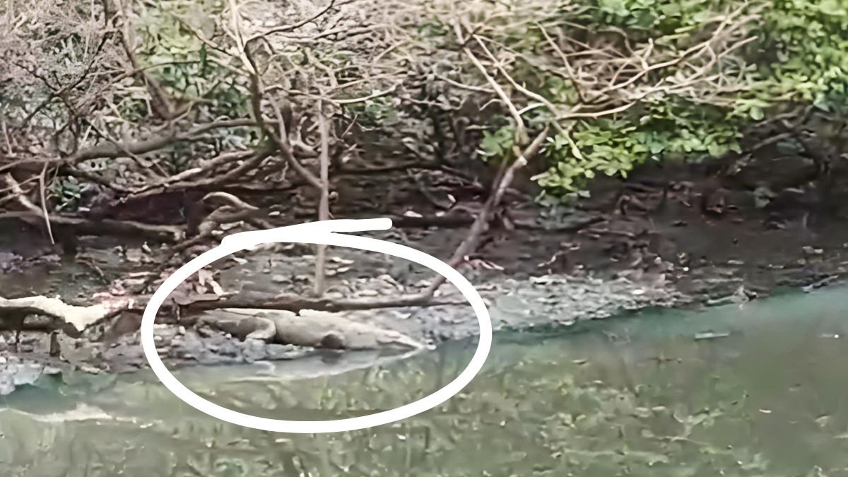 Vecinos de la urbanización captaron al reptil.