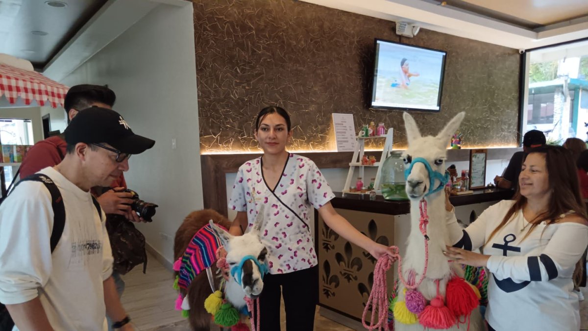 Recorrido. Las llamas acompañan a las personas en las caminatas.