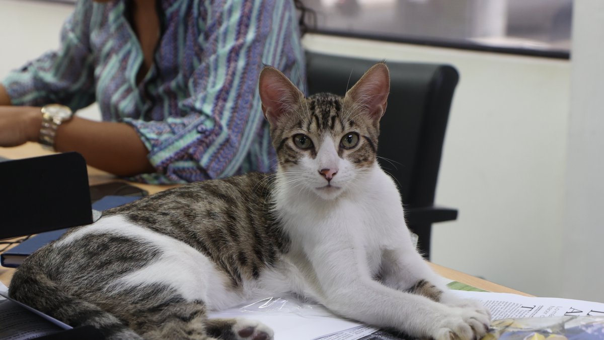 Mascota. En Ecuador seis de cada diez hogares tienen al menos una mascota.