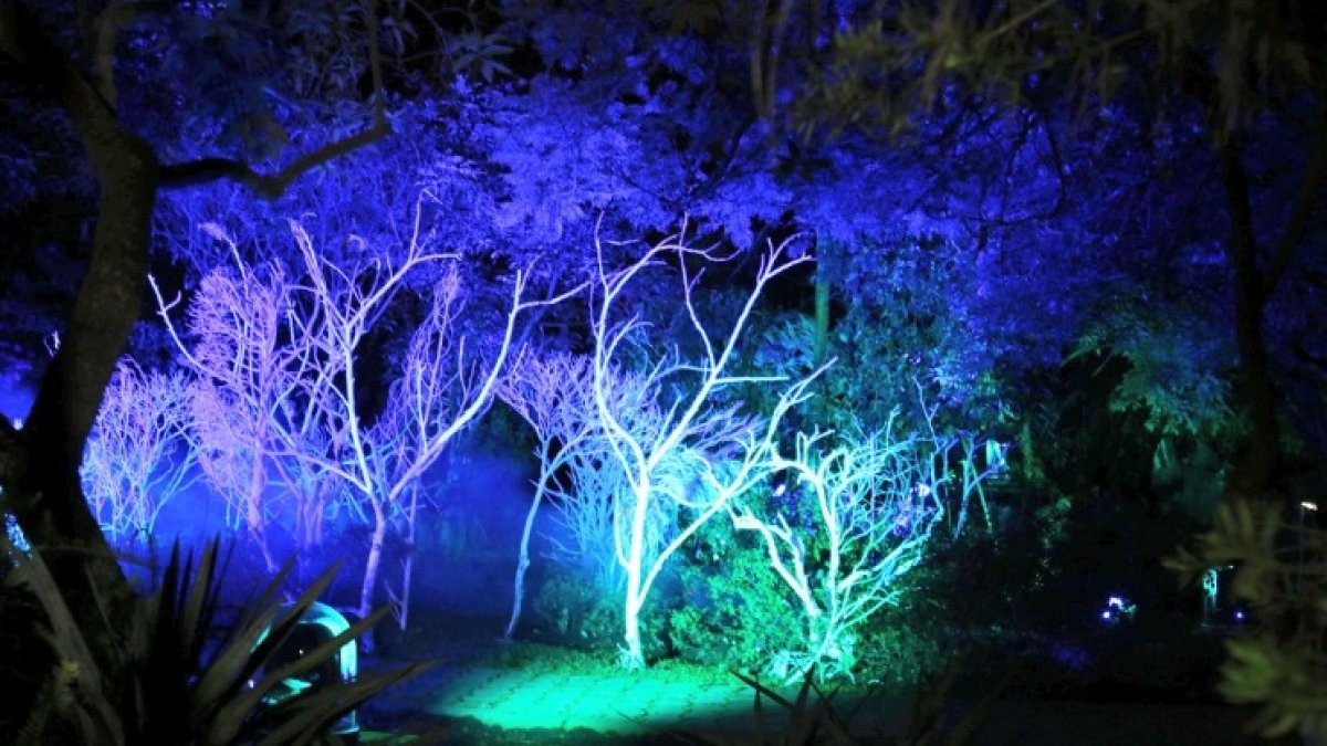 El Bosque de Luz es una instalación artística inmersiva con 17 estaciones de luces