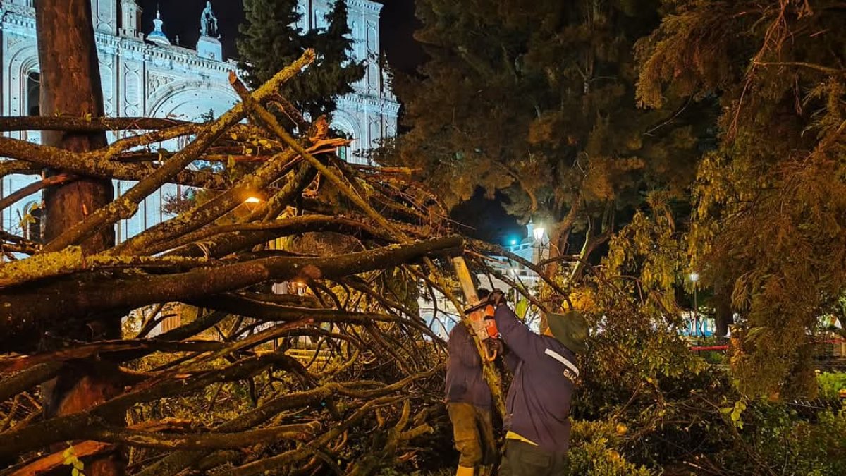 Un gran árbol se partió a la mitad y colapsó en el Parque Calderón, en el centro de Cuenca.