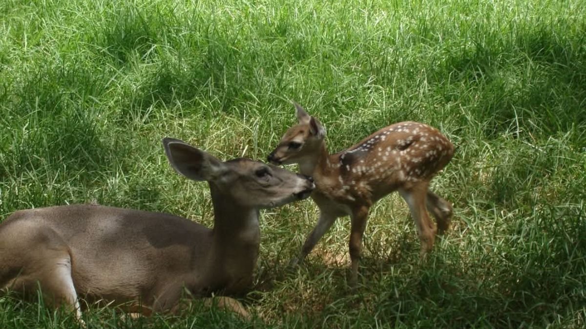ONG. Zoológica del Ecuador protege la fauna andina y brinda un espacio seguro para animales lastimados.