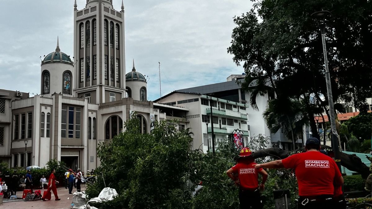 Un árbol se cayó en el parque Juan Montalvo, en el centro de Machala.