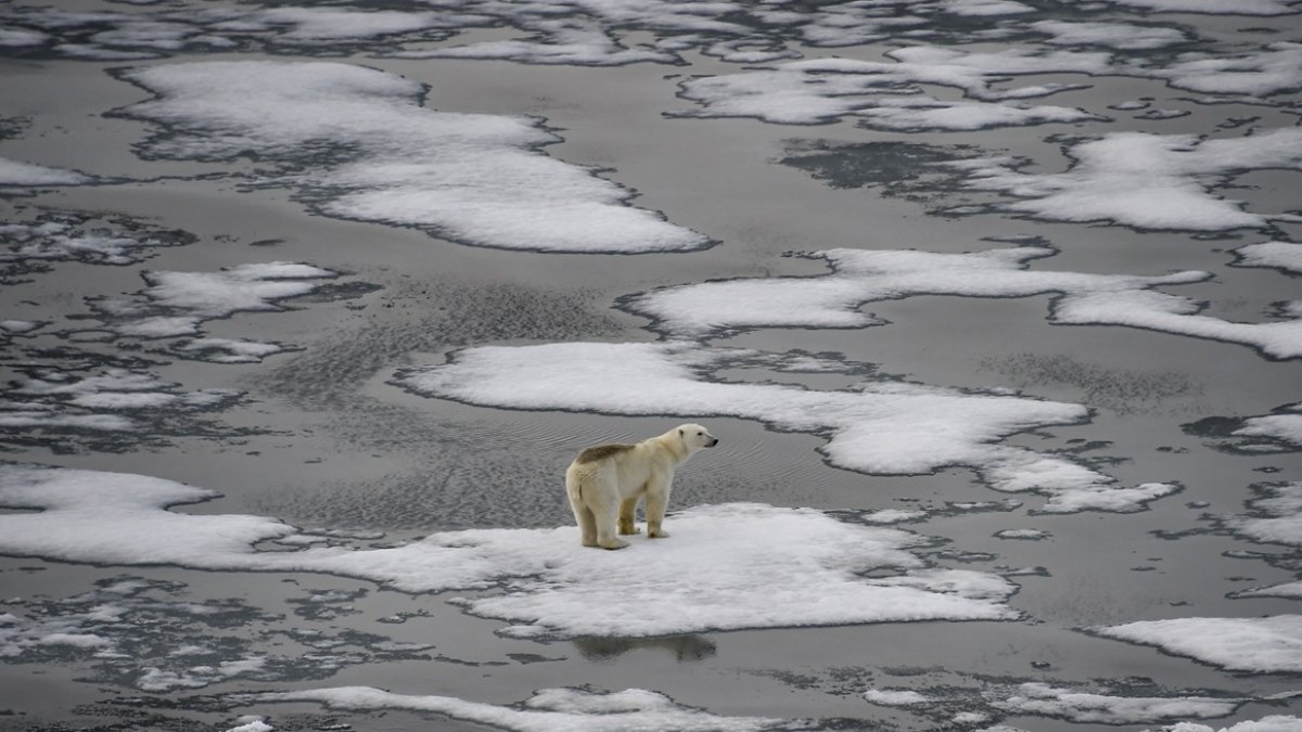 Se ve un oso polar sobre témpanos de hielo en el Canal de la Mancha en el archipiélago de Franz Josef Land el 16 de agosto de 2021.