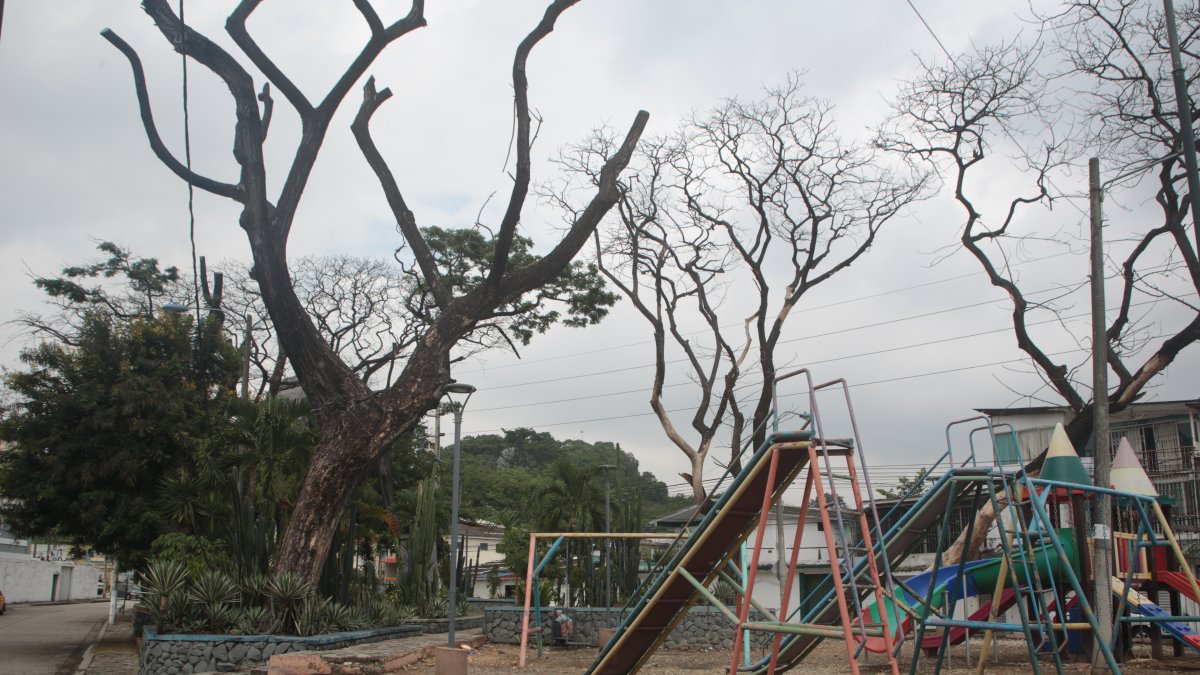 Los árboles muertos son una amenaza para los transeúntes.