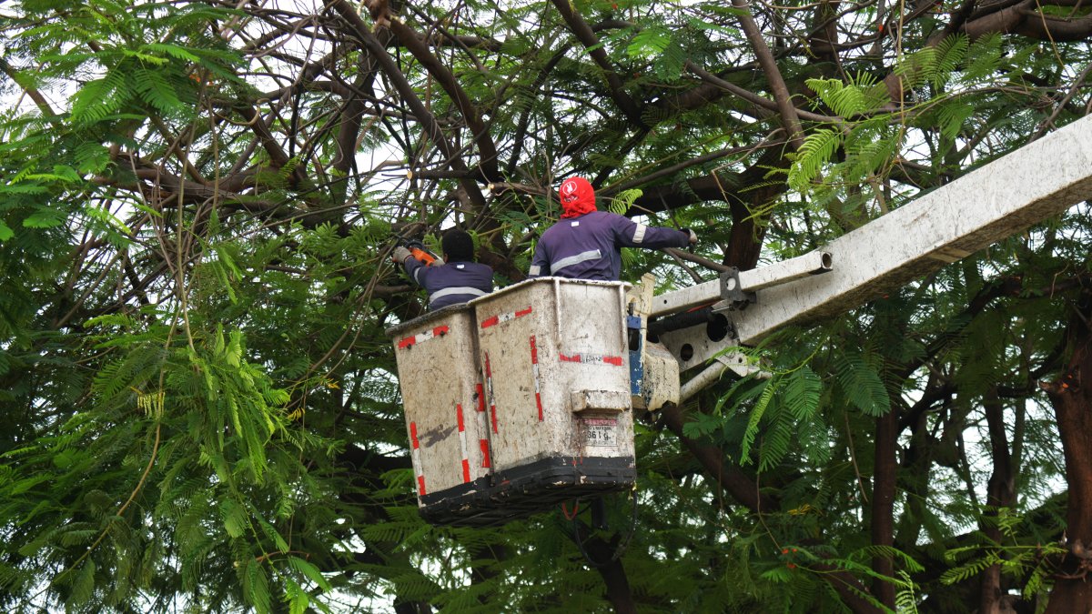 Algunos árboles de parques recibieron mantenimientos