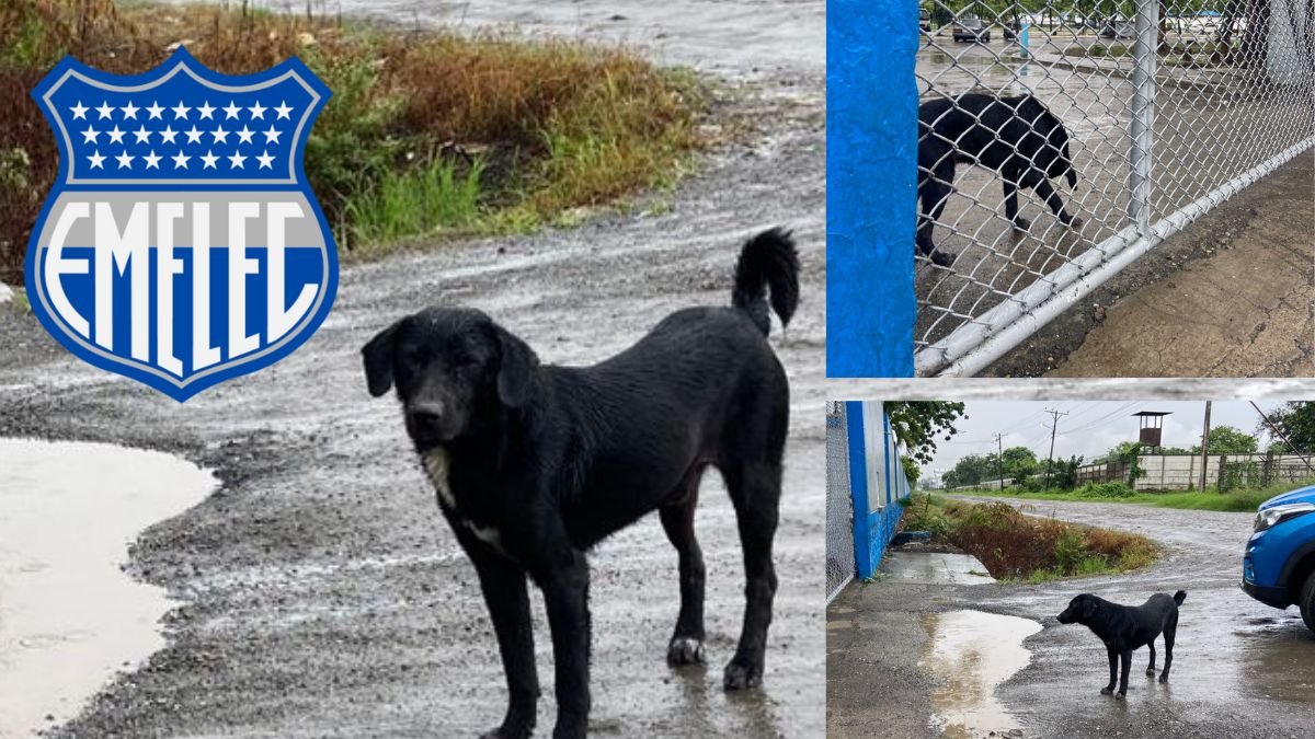 Toro la mascota no oficial de Emelec. Una mascota que no tiene miedo a la lluvia.
