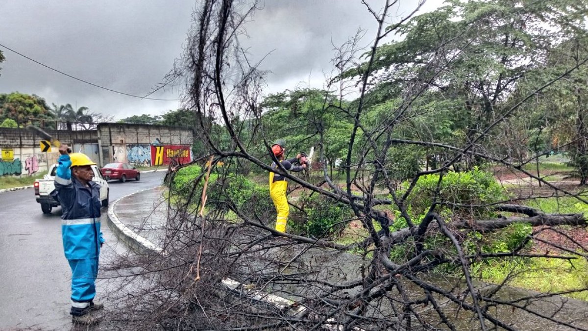 En la avenida Rodríguez Bonín y la avenida Del Bombero se reportó una caída de árbol