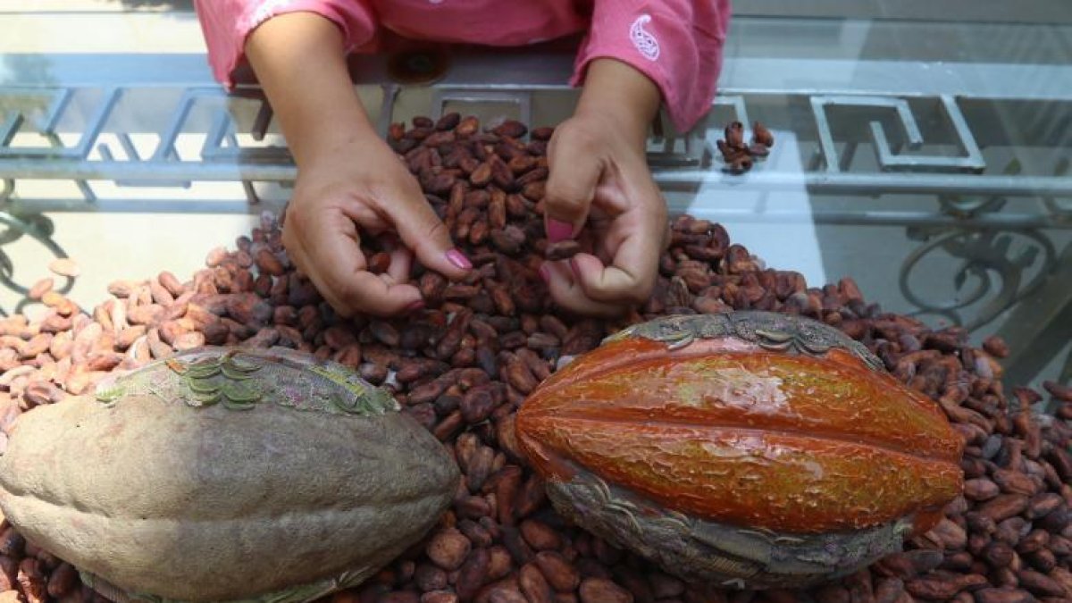 El precio del cacao ecuatoriano se calcula tomando como base el valor de la tonelada con entrega futura en diciembre en la bolsa de Nueva York.